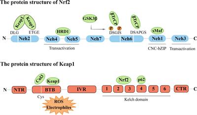 The role of Nrf2 in the pathogenesis and treatment of ulcerative colitis